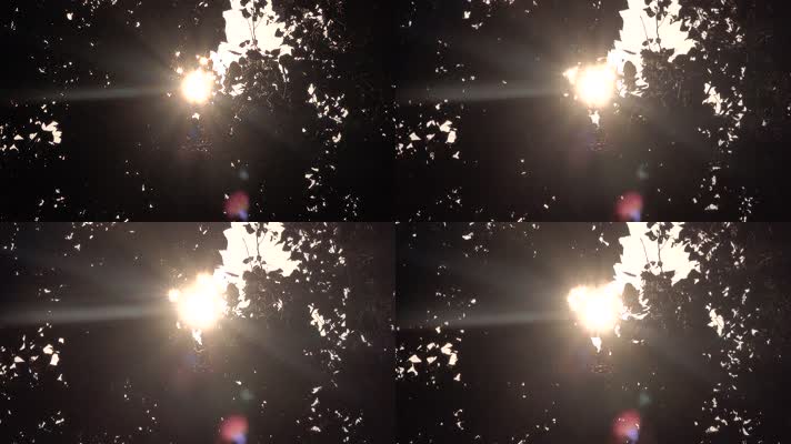 树林中阳光星芒闪烁1