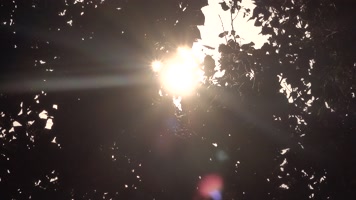 树林中阳光星芒闪烁1