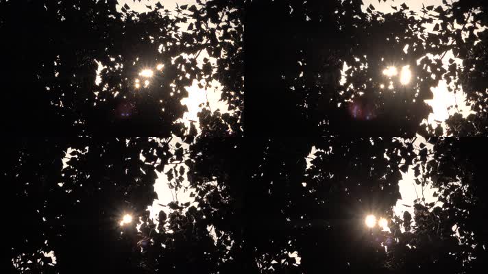 树林中阳光星芒闪烁3