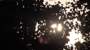 树林中阳光星芒闪烁3