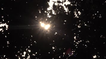 树林中阳光星芒闪烁2