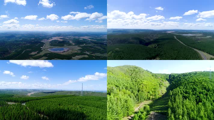 塞罕坝林场树木2