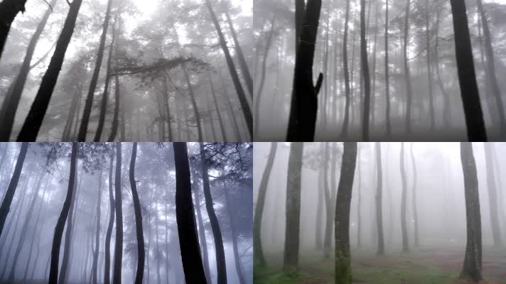 森林大雾自然风景4K实拍
