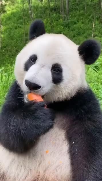  视频可爱的大熊猫吃胡萝卜国宝 