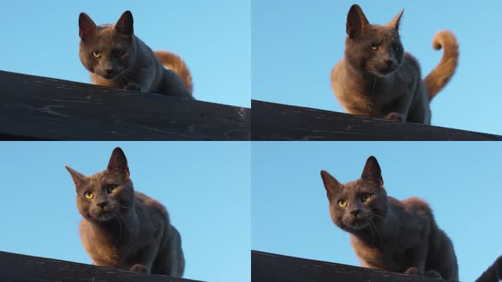 可爱宠物猫咪4K实拍