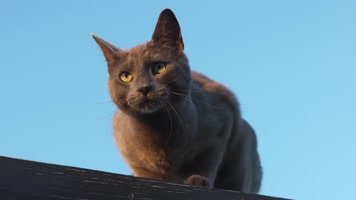 可爱宠物猫咪4K实拍