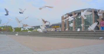 【4K原声】鸽子起飞、广场群鸽