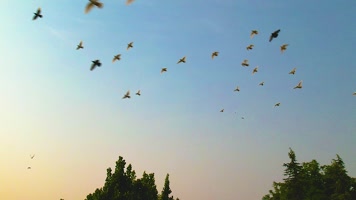 鸽子飞翔自由向往、飞翔的鸽子素材