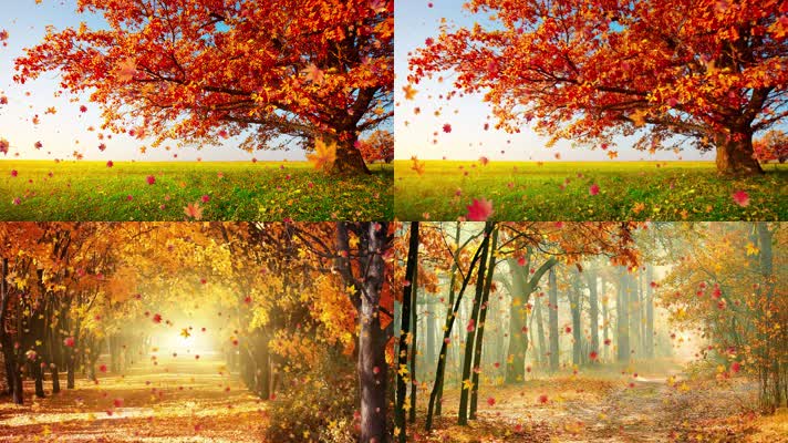 唯美金秋枫叶飘落