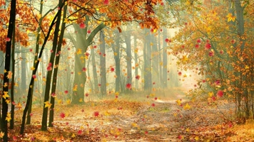 唯美金秋枫叶飘落