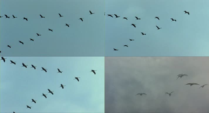 大雁空中列队飞行