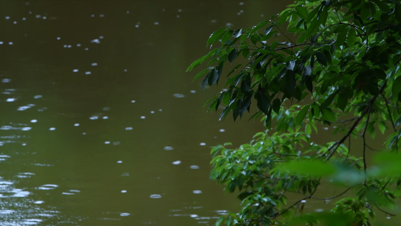 唯美雨天下雨植物水珠水滴雨落雨滴树叶空镜