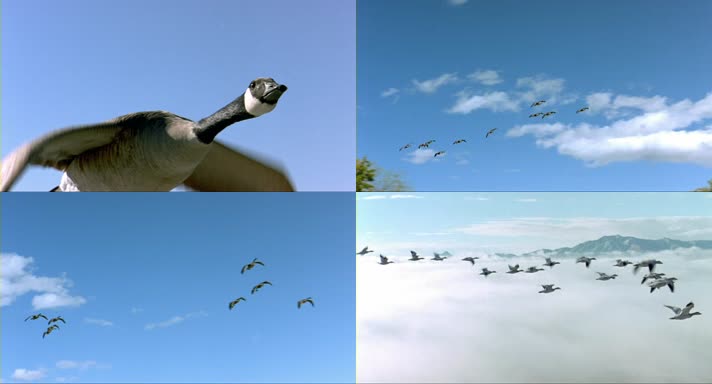 野生鸟类 天鹅空中飞翔