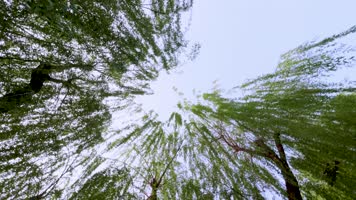 山东泉城济南旅游发展景区黑虎泉