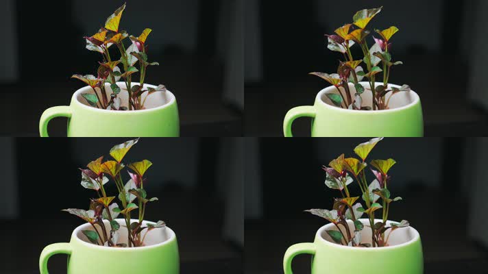 自家养殖水培植物红薯地瓜万物生茶杯盆景