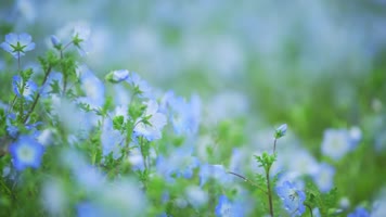 唯美树木花草花儿花朵小清新写意空镜