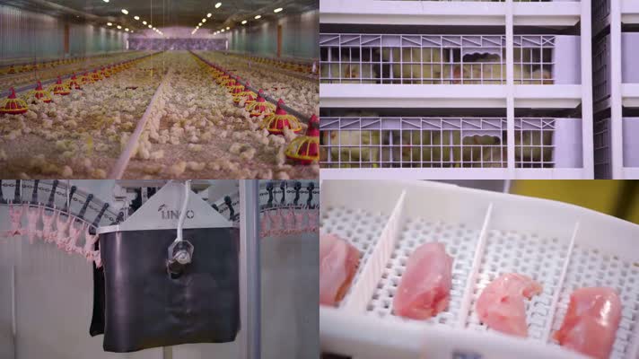 养鸡场鸡肉产业链