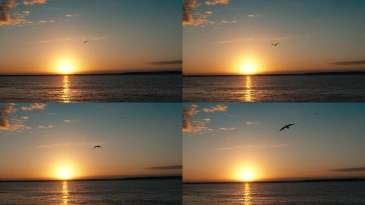 大海-夕阳-海鸥