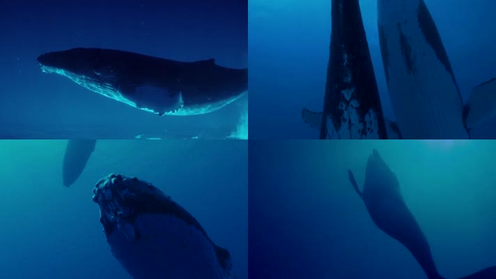鲸鱼海洋生物大海
