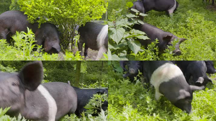 黑猪生态养殖1