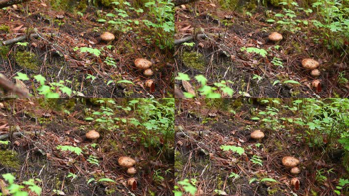 野生松茸蘑菇