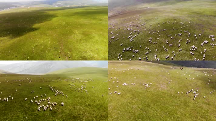 草原羊群放牧牧羊内蒙古，4K航拍大草原