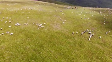 草原羊群放牧牧羊内蒙古,4K航拍大草原 草原羊群放牧牧羊内蒙古,4K航拍大草原