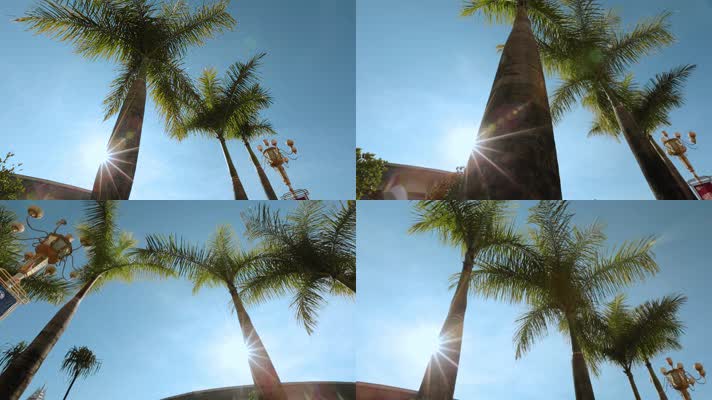 街景视频云南德宏芒市街景逆光棕榈树
