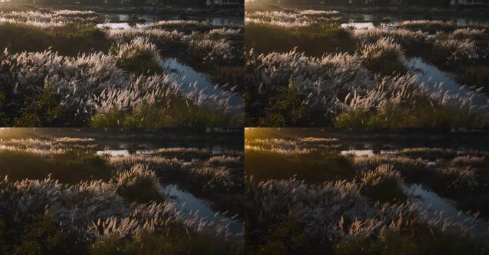 4k延时芦苇视频夕阳下的湿地芦苇荡