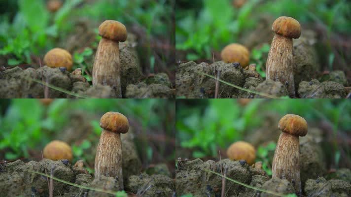 天然野生松茸蘑菇