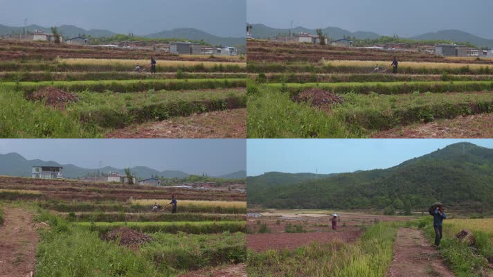 4k农村农民视频农民耕种田地