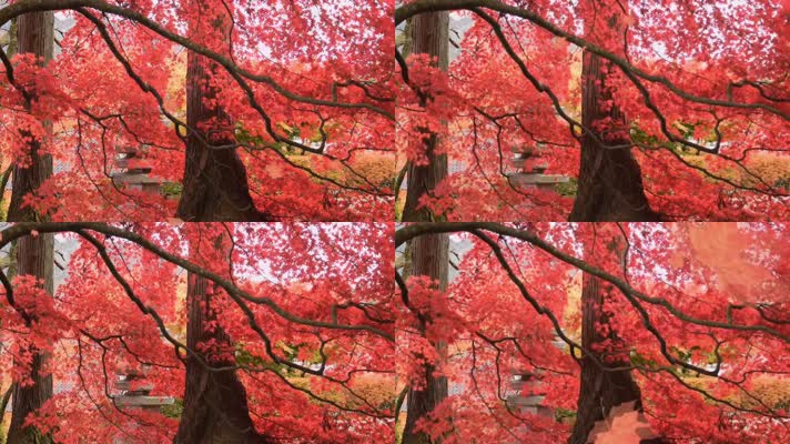 秋天红叶风吹落叶