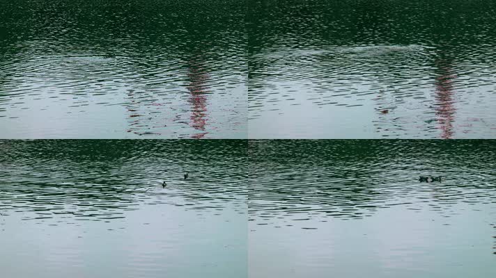 4k水鸟视频城市湖水戏水水鸟水鸭