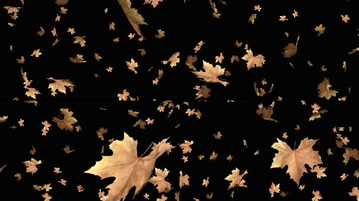 枫叶 落叶 飘落 秋季  