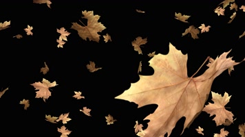 枫叶 落叶 飘落 秋季  