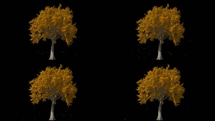 枫叶 落叶 飘落  