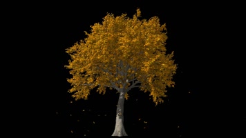 枫叶 落叶 飘落  