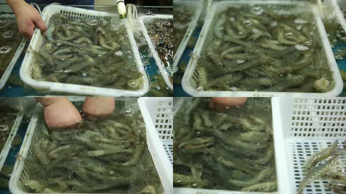 海鲜市场花蛤螃蟹虾 (17)