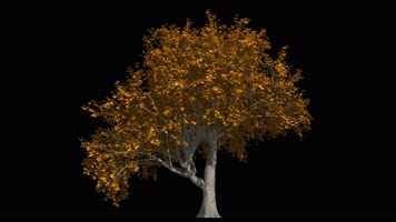 四季变换 枫叶 落叶 