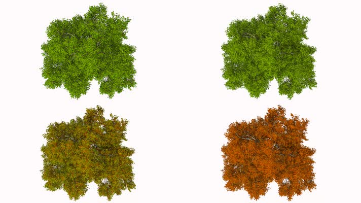 春夏秋冬 四季轮回 枫叶 