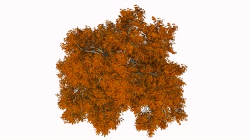 春夏秋冬 四季轮回 枫叶 