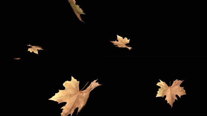 枫叶 落叶 飘落 秋季  