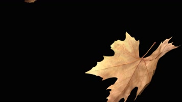 枫叶 落叶 飘落 秋季  