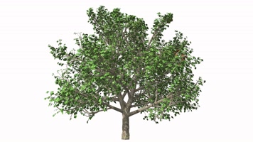 春夏秋冬 四季变换 