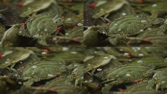 海鲜市场花蛤螃蟹虾 (9)
