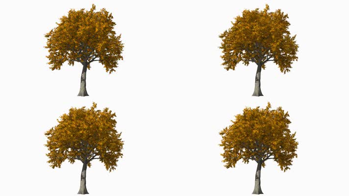 枫叶 落叶 飘落 秋季 