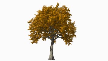 枫叶 落叶 飘落 秋季 