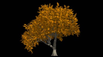 枫叶 落叶 飘落 秋季 