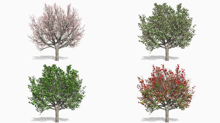 春夏秋冬 四季变换 