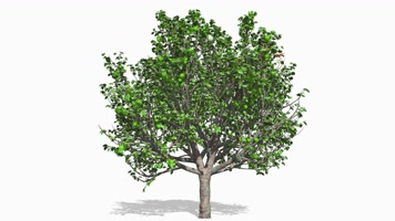 春夏秋冬 四季变换 